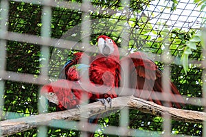 The beautiful birds Greenwinged Macaw. Red macaw sits in a cage at the zoo