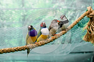 Beautiful birds Guldova Amadina Erythrura gouldiae sitting on