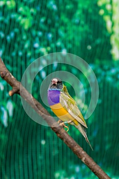 Beautiful birds Guldova Amadina Erythrura gouldiae sitting on