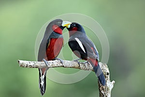 Beautiful birds in Love, Black-and-red broadbill & x28;Cymbirhynchus