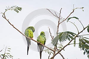 Beautiful birds Prince-Black Parakeets or Nanday Parakeet Aratinga nenday in a tree in the Brazilian Pantanal photo