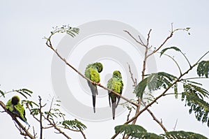 Beautiful birds Prince-Black Parakeets or Nanday Parakeet Aratinga nenday in a tree in the Brazilian Pantanal photo