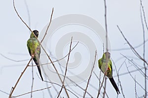 Beautiful birds Prince-Black Parakeets or Nanday Parakeet Aratinga nenday in a tree in the Brazilian Pantanal photo