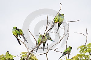 Beautiful birds Prince-Black Parakeets or Nanday Parakeet Aratinga nenday in a tree in the Brazilian Pantanal photo