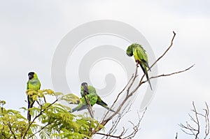 Beautiful birds Prince-Black Parakeets or Nanday Parakeet Aratinga nenday in a tree in the Brazilian Pantanal photo