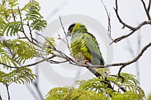 Beautiful birds Prince-Black Parakeets or Nanday Parakeet Aratinga nenday in a tree in the Brazilian Pantanal photo