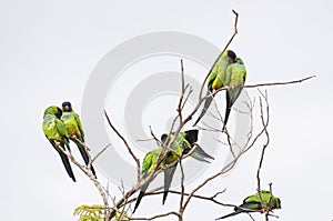 Beautiful birds Prince-Black Parakeets or Nanday Parakeet photo