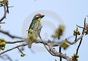 Beautiful birds in Thailand Like eating ripe fruit And many of them are in pairs.