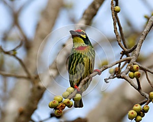 Beautiful birds in Thailand Like eating ripe fruit And many of them are in pairs.