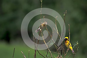 Beautiful birds in Thailand Like eating ripe fruit And many of them are in pairs.