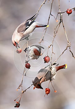 beautiful birds of whistles hang on the branches of an Apple tree eating fruit in a winter Sunny garden