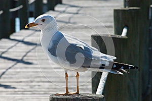 Beautiful Birds wildlife in Panama City Beach Florida USA