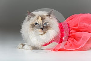 Beautiful birma cat in pink dress