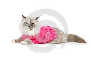 Beautiful birma cat in pink pullover