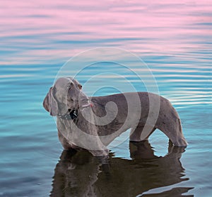 A beautiful bitch breed Weimaraner stands in the water.