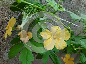 Beautiful bitter melon flower with its fruit