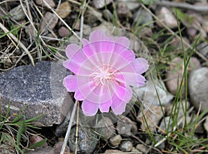 Beautiful Bitteroot Flower
