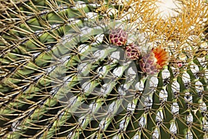 Beautiful Biznaga Cactus with Flower Blossom photo
