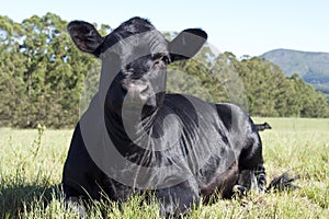 Beautiful black Aberdeen Angus cow photo