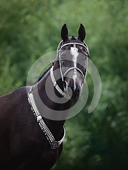 Beautiful black akhal-teke horse with white line on forehead with turkmen bridle and collars on forest background