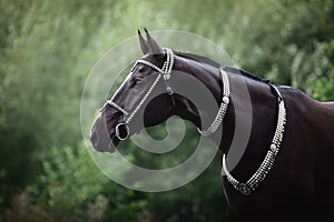 Beautiful black akhal-teke horse with white line on forehead with turkmen bridle and collars on forest background