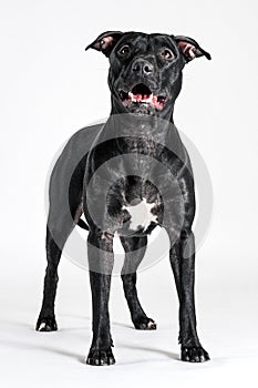 Beautiful black American Pitbull Terrier female with smiling stands in show stacking on white background.