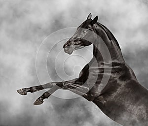 Beautiful black Andalusian horse rearing