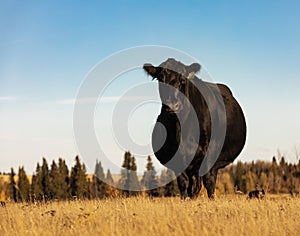 Beautiful Black Angus. Black cow on the pasture