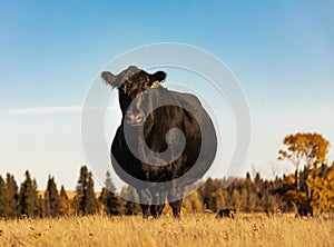 Beautiful Black Angus. Black cow on the pasture