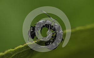 Beautiful black ants fighting in malaysia