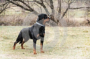 Beautiful black big dog breed rottweiler portrat close-up photo