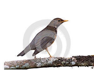 Beautiful black-breasted thrush bird perched on a tree branch isolated on a white background