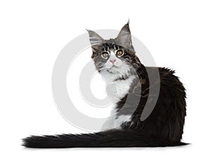 Beautiful black brown tabby with white Maine Coon cat kitten backwards with tail next to body, looking over shoulder straight in l