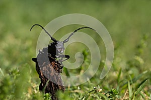 Beautiful black bug with long antennas standing on a wood trunk