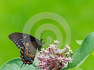 Beautiful black butterfly against green background