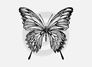 beautiful black butterfly eps vector