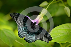 Beautiful black butterfly, Great Mormon, Papilio memnon, resting on the green branch, insect in the nature habitat, India. Wildlif