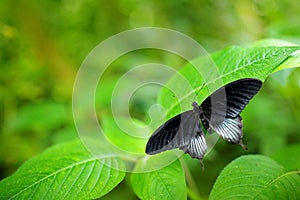 Beautiful black butterfly, Great Mormon, Papilio memnon, resting on the green branch. Wildlife scene from nature. Green vegetation