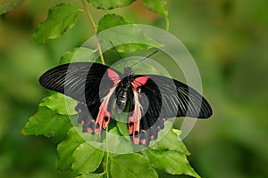 Beautiful black butterfly, Scarlet or Red Mormon, Papilio rumanzovia. Big and colourful insect on the green branch