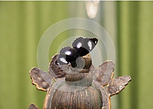 Beautiful black butterfly with white round spots on the statue.