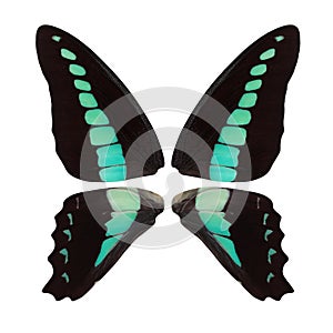 Beautiful black butterfly wings with turquoise spots isolated on white background