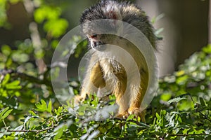 Beautiful Black-Capped Squirrel Monkey In A Tree