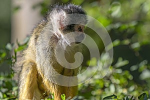 Beautiful Black-Capped Squirrel Monkey In A Tree