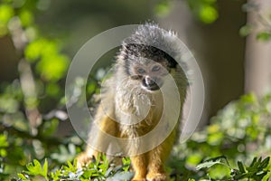 Beautiful Black-Capped Squirrel Monkey In A Tree