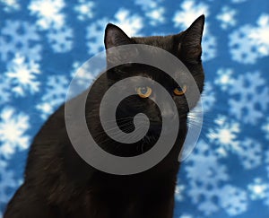 Beautiful black cat with amber eyes