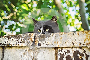 Beautiful black cat with catchy green eyes lying on the old wall and looking directly into the camera