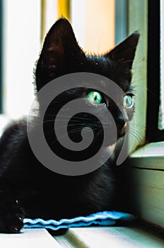 Beautiful black cat with intense green eyes checking out the window