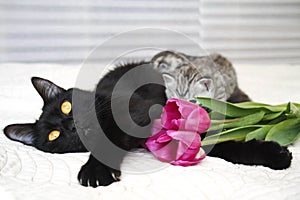 Beautiful black cat with kittens