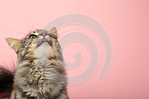 A beautiful black cat is licking his lips appetitively. A grey cat on a pink background. Advertising of cat food, balanced cat