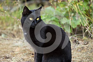 Beautiful black cat portrait close up with yellow eyes and attentive look